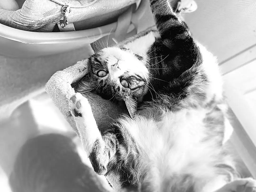 Photograph, Chat, Blanc, Black, Felidae, Comfort, Black-and-white, Carnivore, Style, Grey, Jouets, Small To Medium-sized Cats, Moustaches, Monochrome, Noir & Blanc, Poil, Queue, Stock Photography